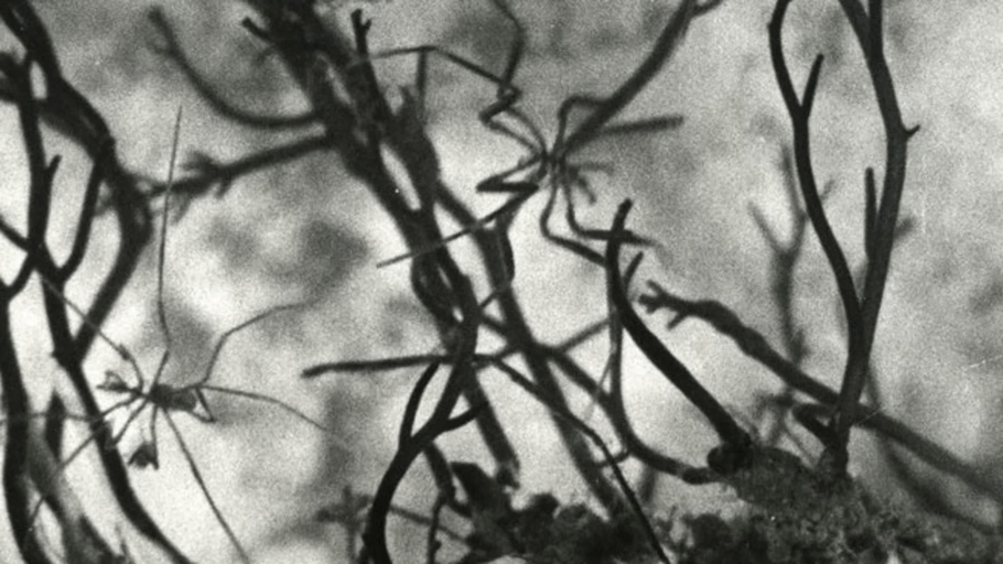 Caprelles et pantopodes