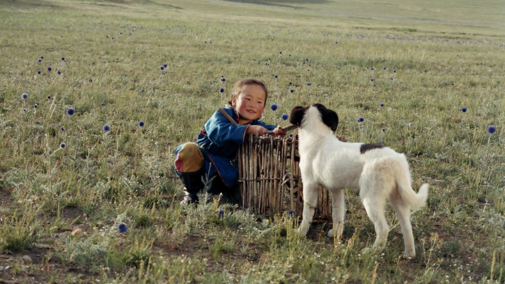 Le Chien jaune de Mongolie