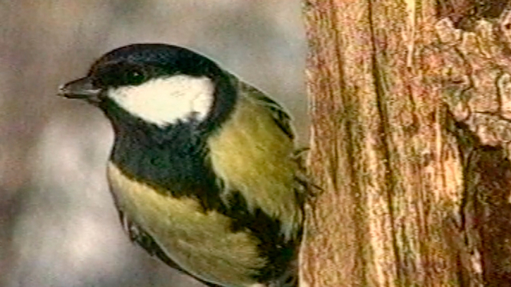 Je parle moi aussi le langage des oiseaux