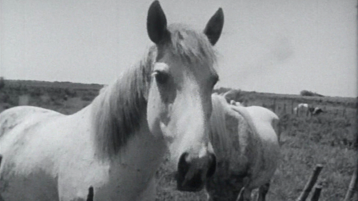 La Camargue
