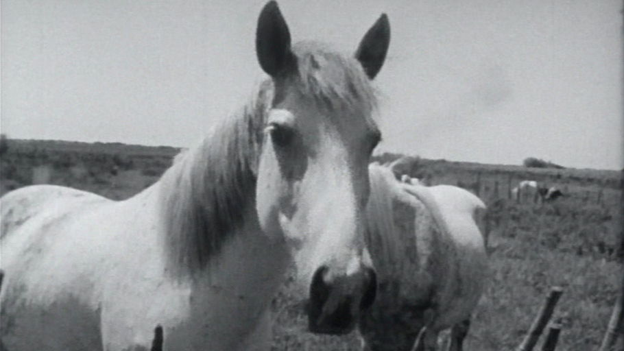 La Camargue