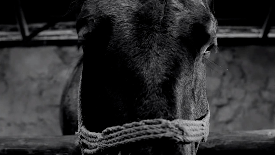 Le Cheval de Turin