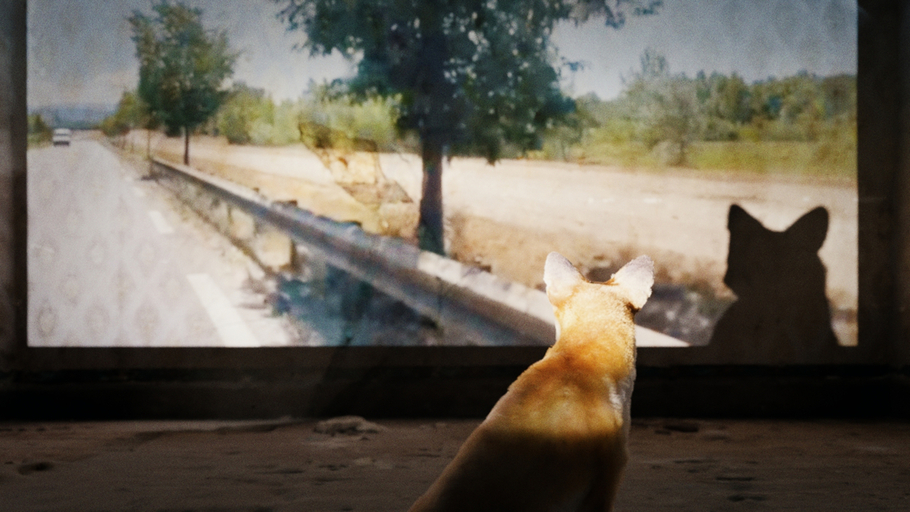 Les Animaux vont mieux