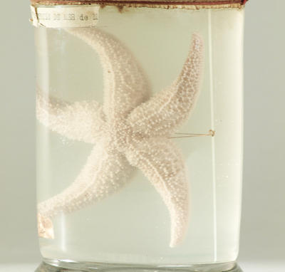 L'étoile de mer de Man Ray offerte par Robert Desnos