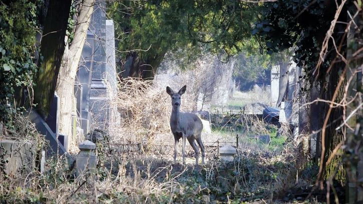 Vienne avant la nuit