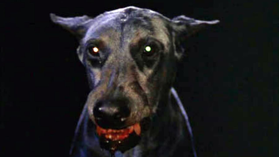 Zoltan, le chien sanglant de Dracula