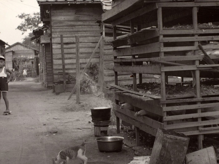 Les cages à poules