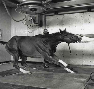 Frederick Wiseman : en passant par Hollywood