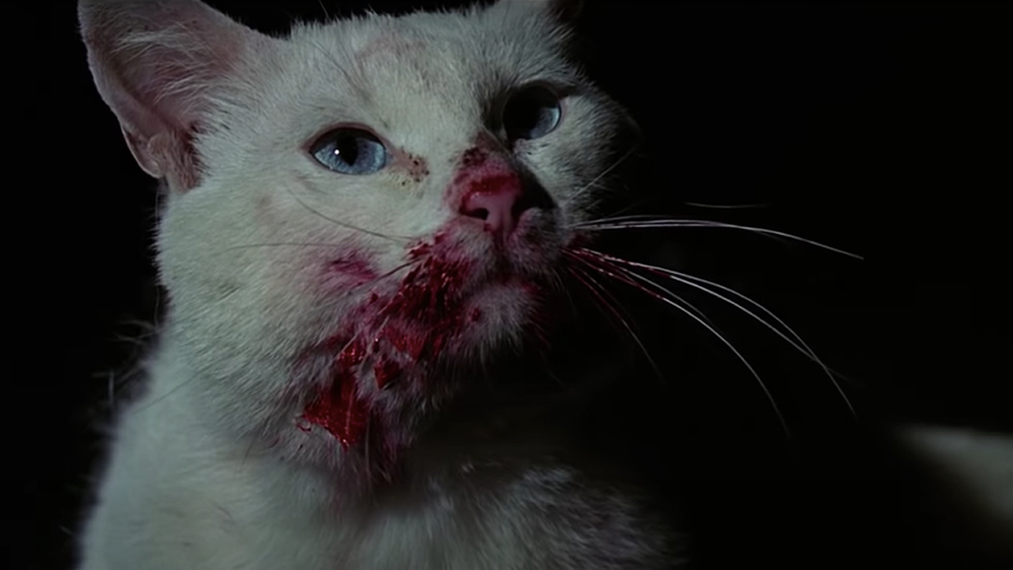 J'ai tué votre chat