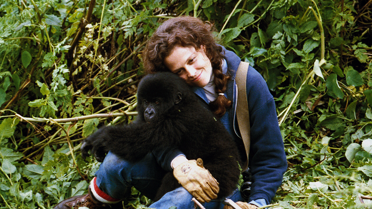 Diane Fossey Gorille Dans La Brume Gorilles dans la brume (Michael Apted, 1988) - La Cinémathèque française