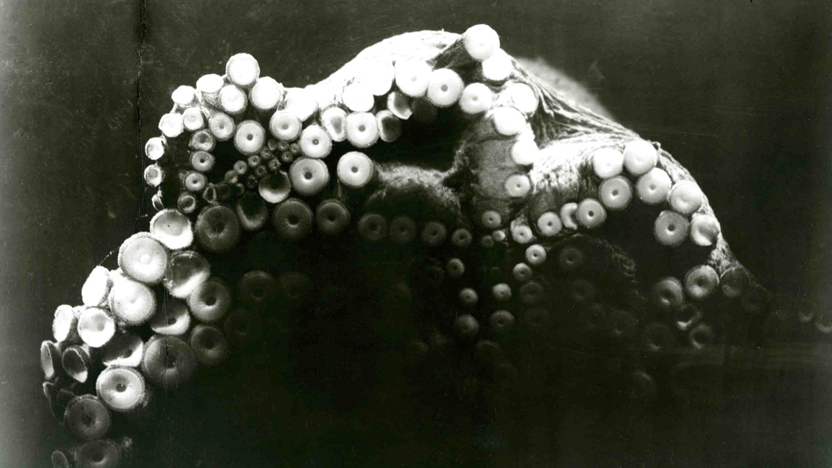 La Pieuvre — image du film de Jean Painlevé